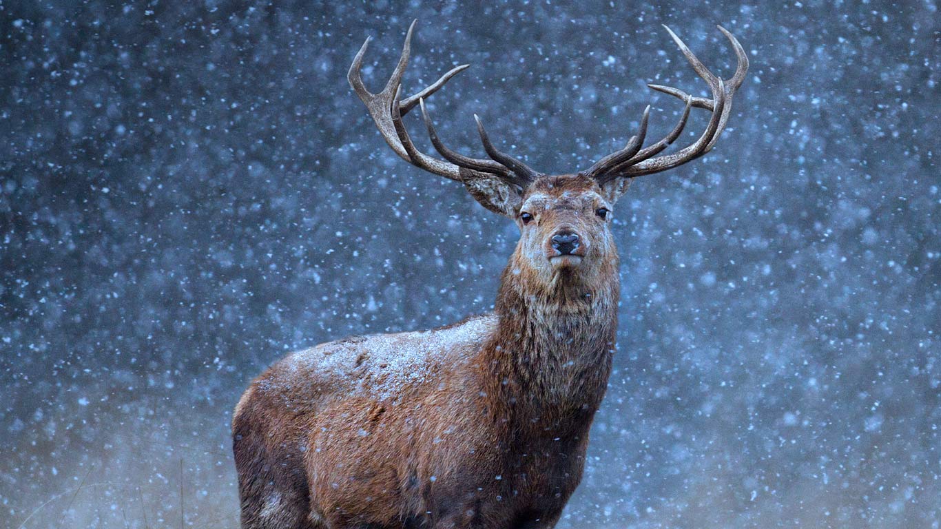 A red deer in the snow (© Getty Images)(Bing Canada)