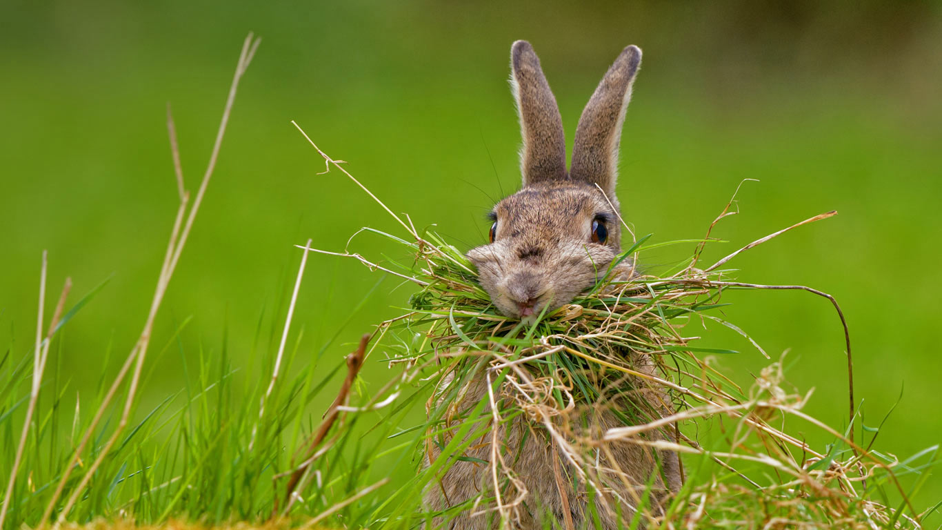 A rabbit building a nest (© Dave Semmens/500px)(Bing United Kingdom)