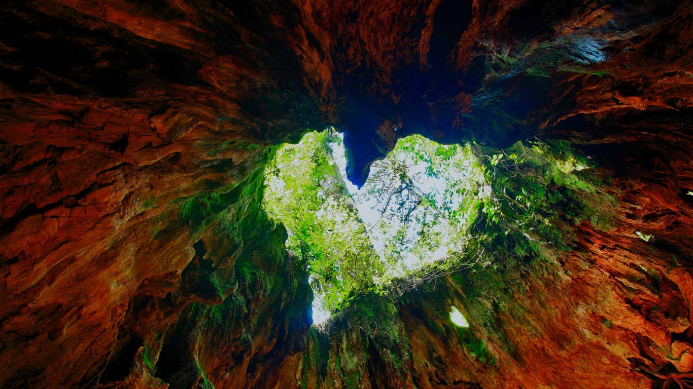 Wilson Stump on Yakushima Island, Japan (© Mitsushi Okada/Getty Images)(Bing United Kingdom)