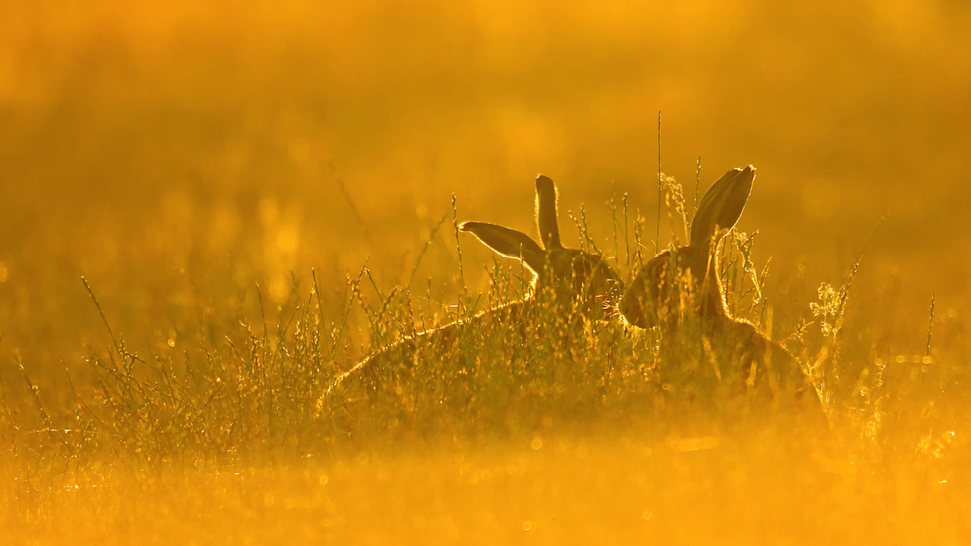 European hares (© Jackie Bale/Getty Images)(Bing Canada)