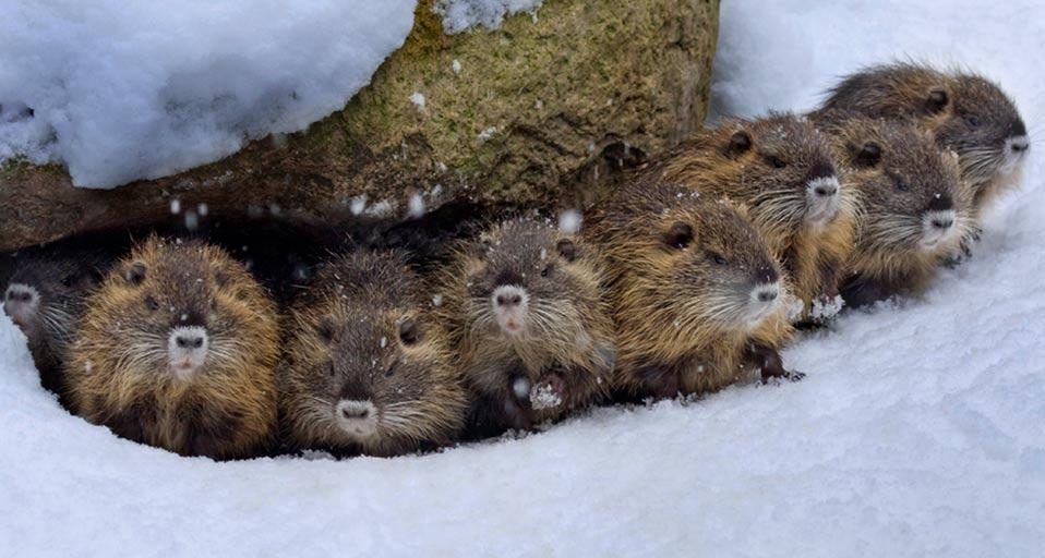 Nutrias in the snow, Germany (© Naturfoto-Online/Alamy) &copy; (Bing United Kingdom)
