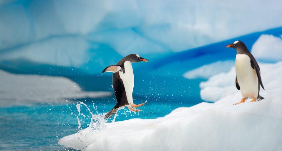 Gentoo penguins in Gerlache Strait, Antarctica (© Momatiuk–Eastcott/Corbis) &copy; (Bing United Kingdom)