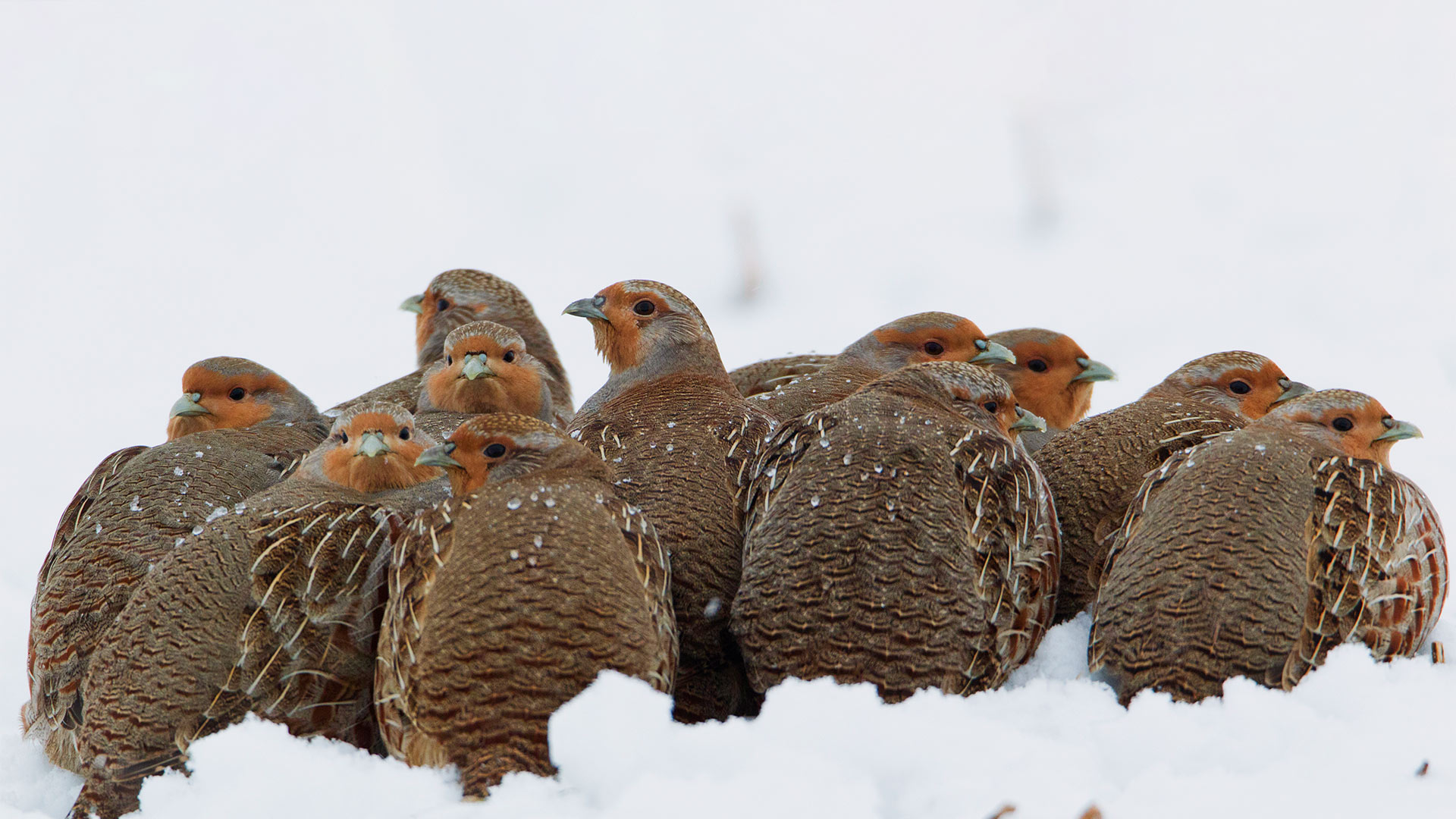 Eine Schar Rebhühner kuschelt sich im Schnee zusammen, um sich zu wärmen (© Duncan Usher/Minden Pictures)(Bing Deutschland)