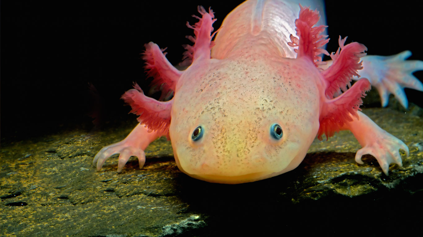 Axolotl (© John Cancalosi/Getty Images)(Bing United Kingdom)