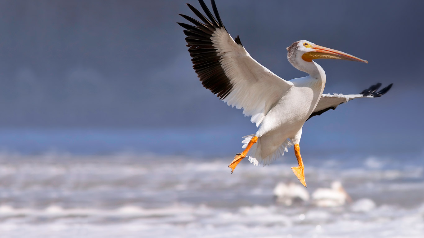 American white pelican in flight, Red River, Lockport, Manitoba, Canada (© Ken Gillespie/Corbis)(Bing United States)
