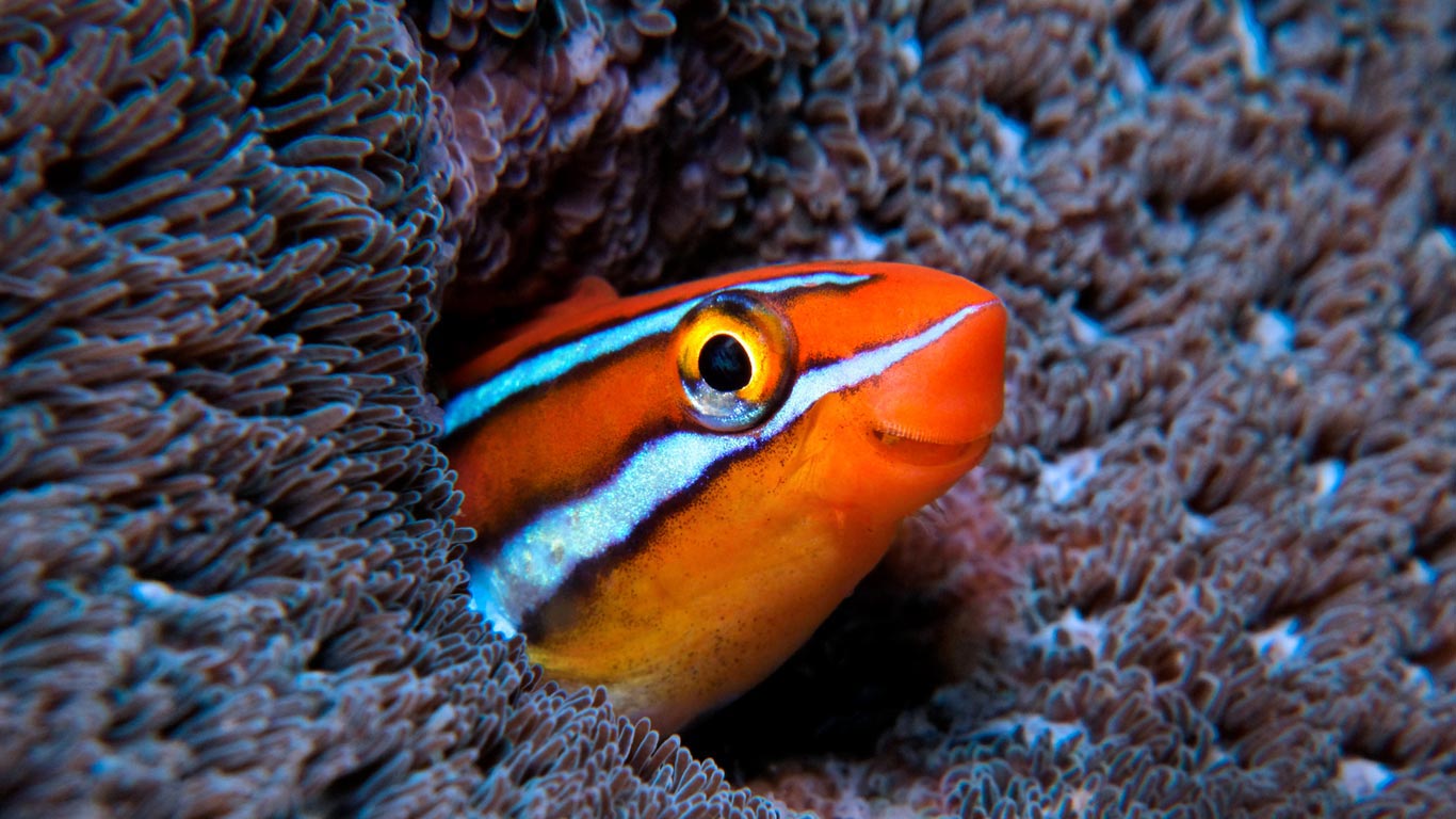 Bluestriped fangblenny in the Indian Ocean (© Tobias Friedrich/SuperStock)(Bing United Kingdom)