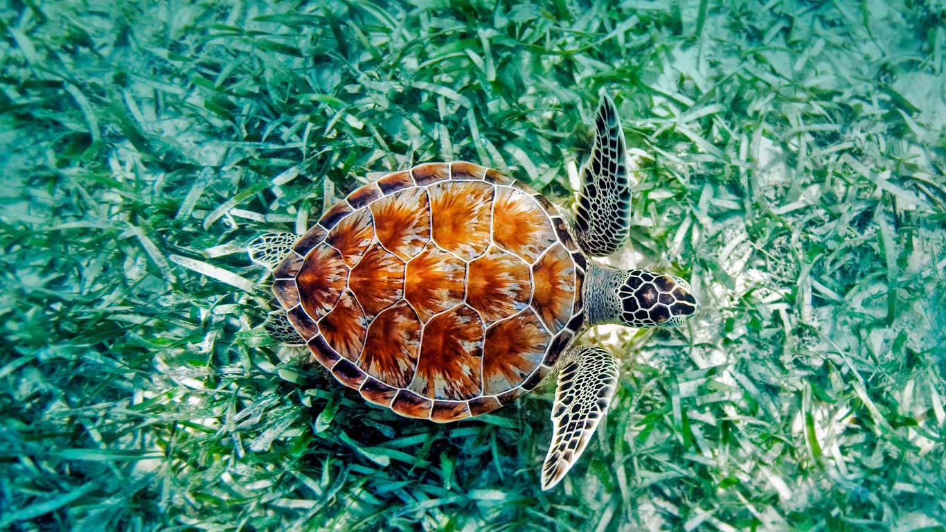 Green sea turtle (Chelonia mydas) in Hawaii, USA (© Monica & Michael Sweet/Aurora Photos)(Bing United Kingdom)