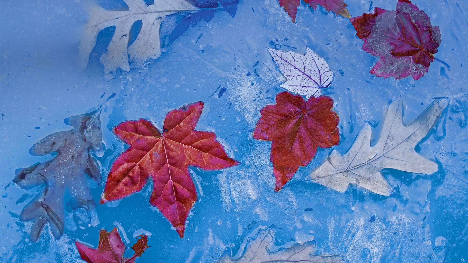 Autumn leaves frozen in ice, Price Lake, Julian Price Memorial Park, Blue Ridge Parkway, North Carolina (© Richard Bernabe/Offset by Shutterstock)(Bing United States)