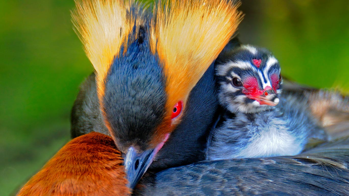 Horned grebe carrying its chick (© Winfried Wisniewski/Minden Pictures)(Bing New Zealand)