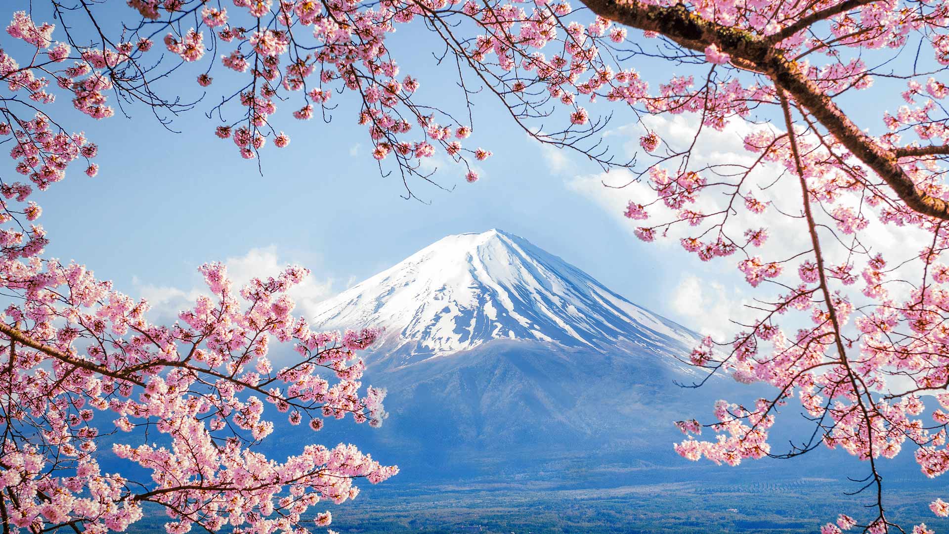 ｢富士山と桜｣山梨, 河口湖 (©  DoctorEgg/Getty Images)(Bing Japan)