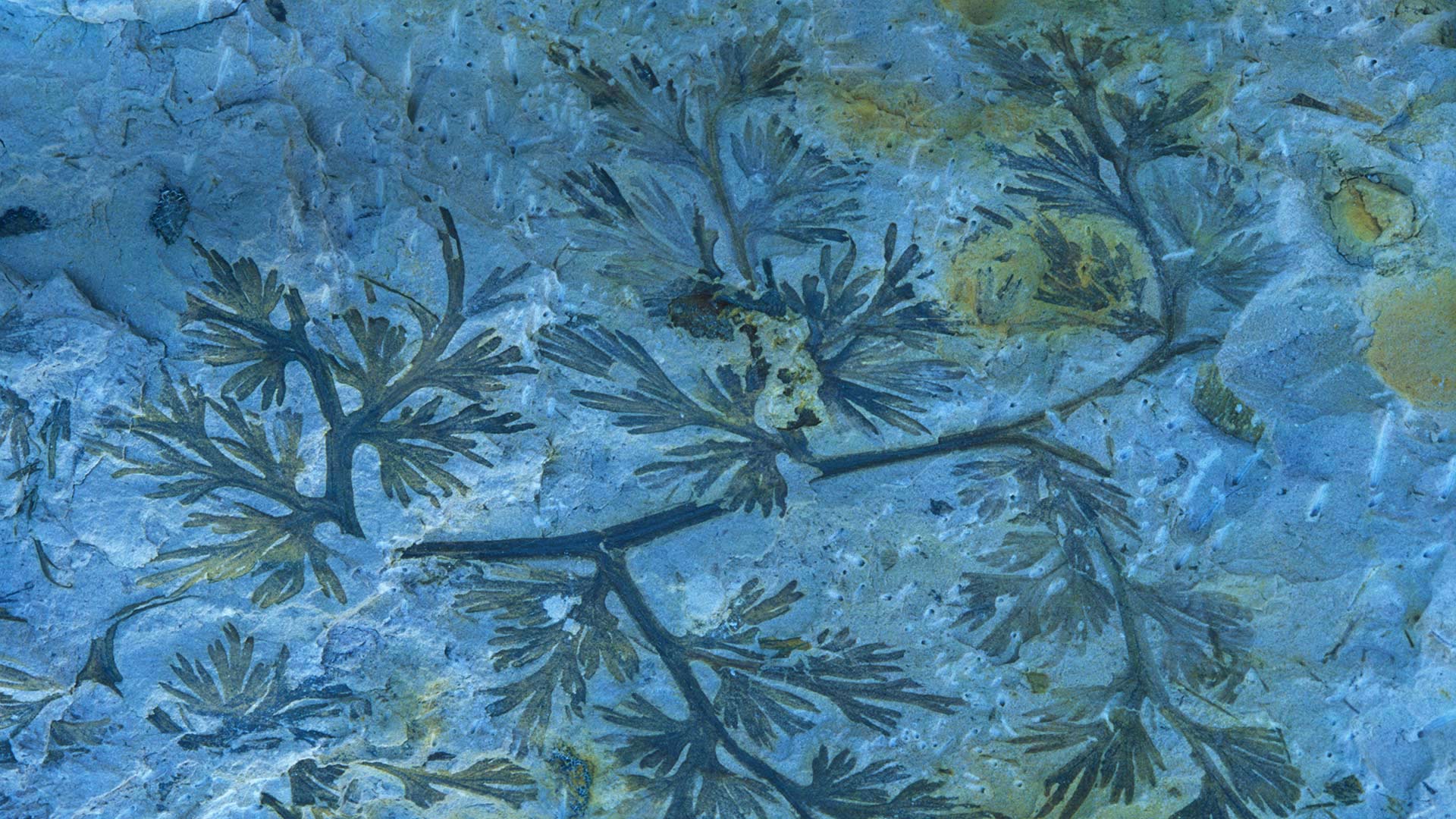 A fossilized carboniferous fern (© Juan Carlos Munoz/Minden Pictures)(Bing United States)