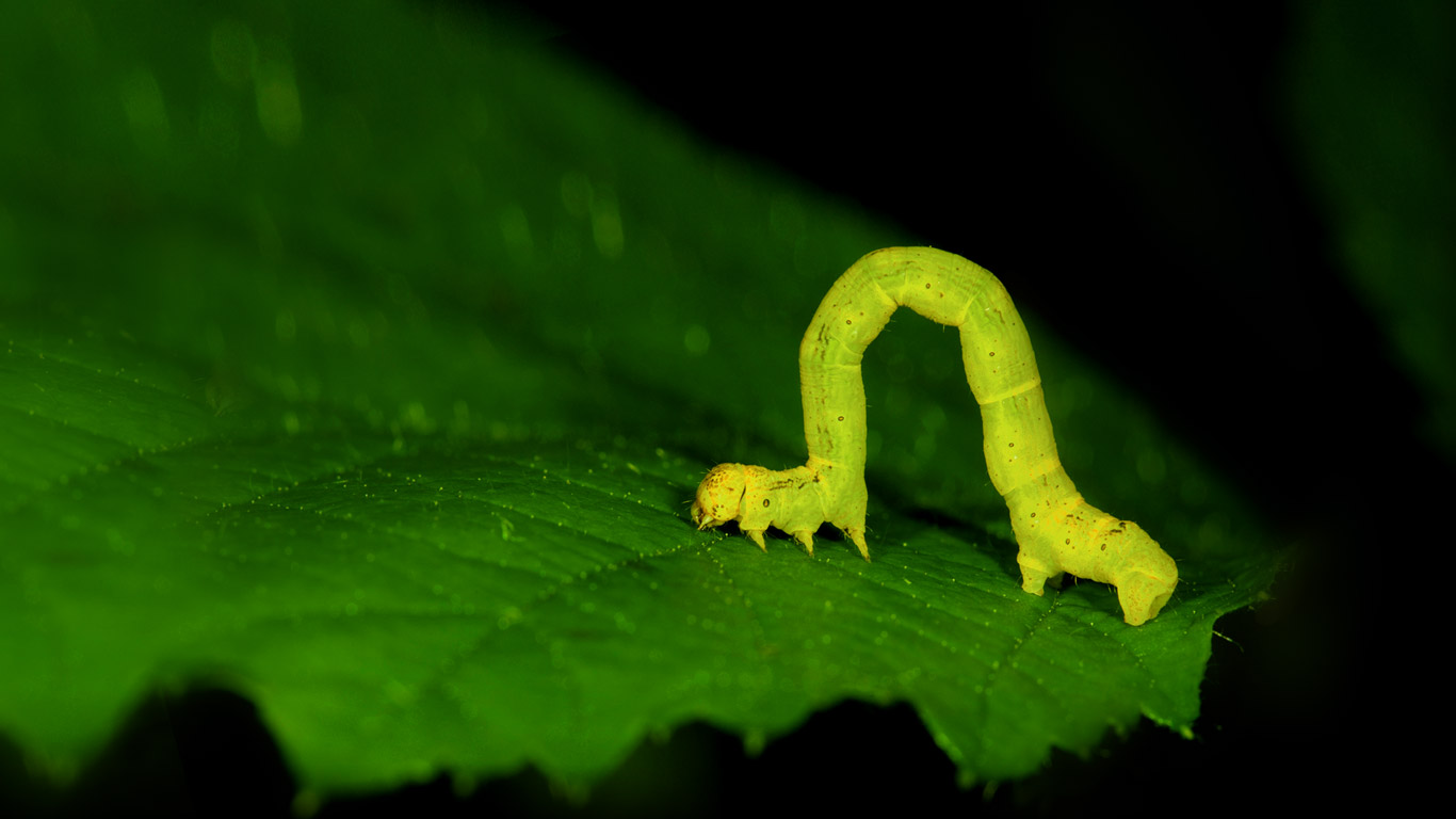 Geometer moth larvae, aka an inchworm (© Joe Petersburger/Getty Images)(Bing United Kingdom)