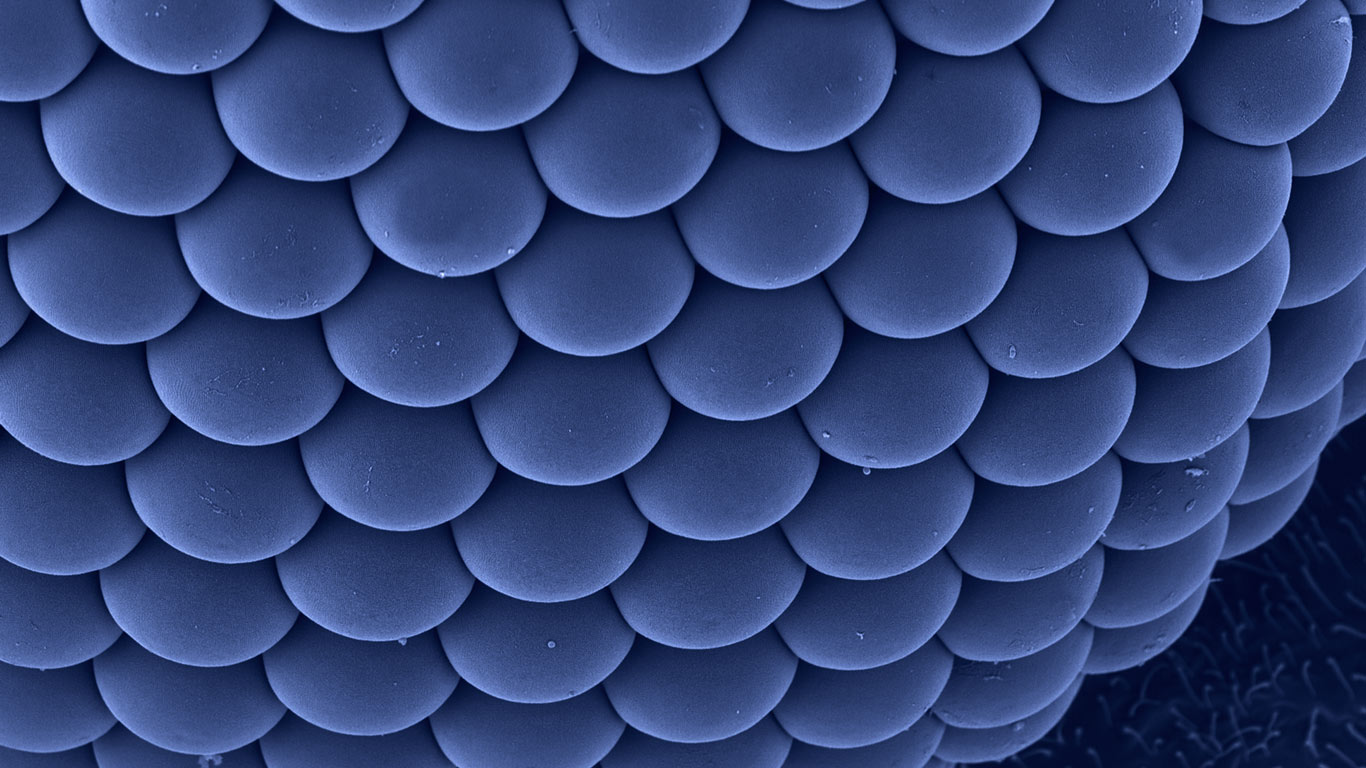Compound eye of a female Asian tiger mosquito (© Dennis Kunkel Microscopy, Inc./Corbis)(Bing United Kingdom)
