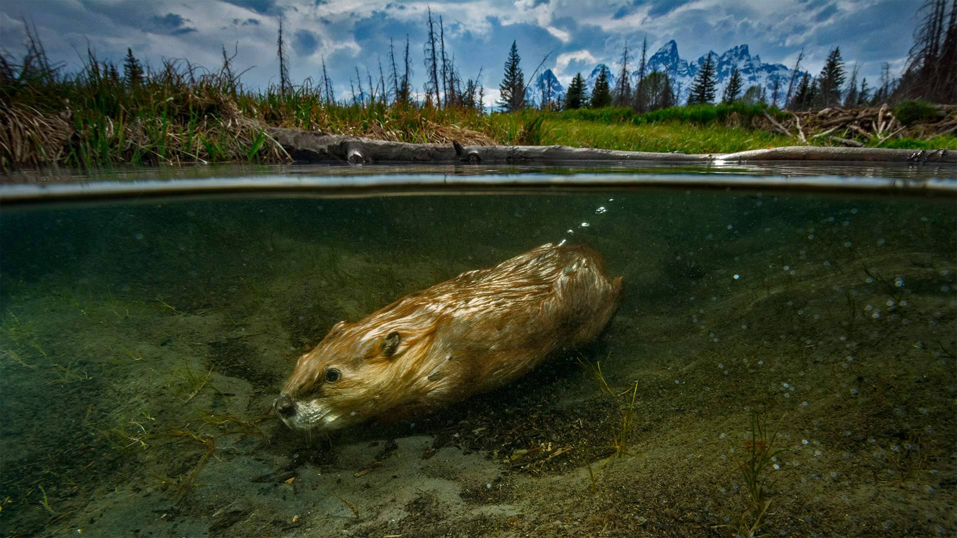 For International Beaver Day, a beaver swimming in Grand Teton National Park, Wyoming, USA (© Charlie Hamilton James/Getty Images)(Bing United Kingdom)