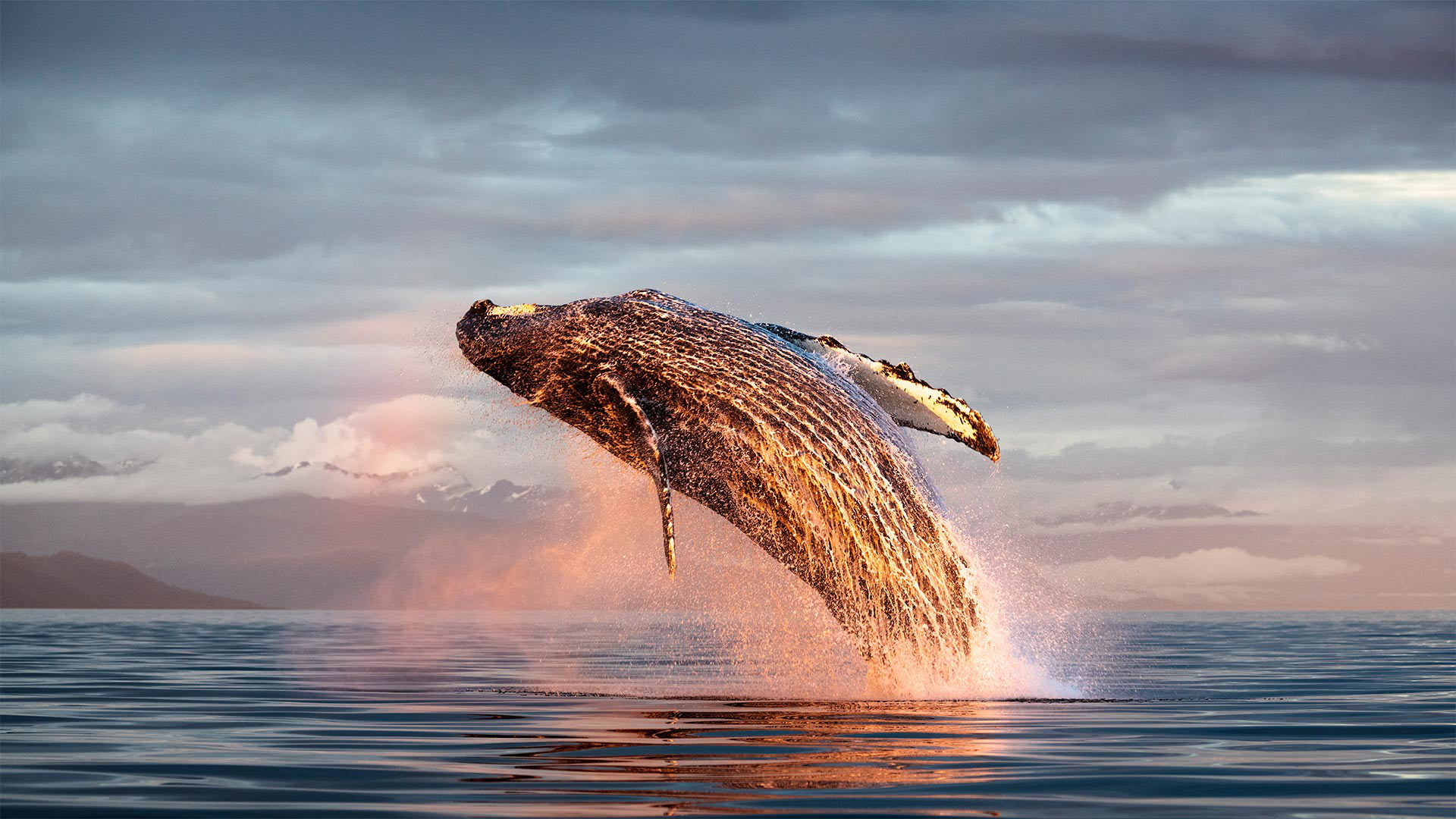 North Pacific humpback whale breaching in Alaska, USA (© Tony Wu/Minden Pictures)(Bing United Kingdom)