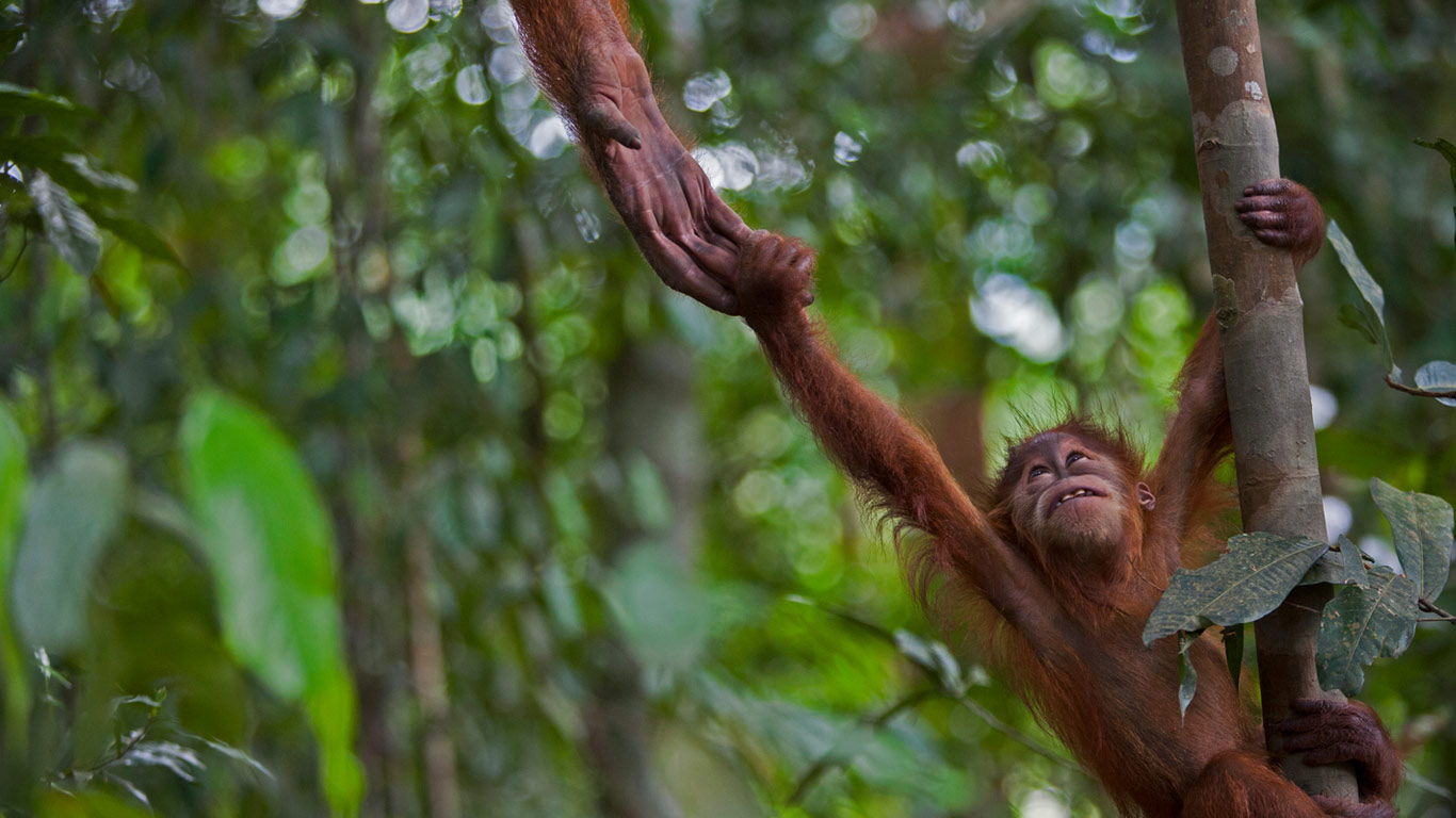 An infant Sumatran orangutan in Gunung Leuser National Park, Indonesia (© Cyril Ruoso/Minden Pictures)(Bing Canada)