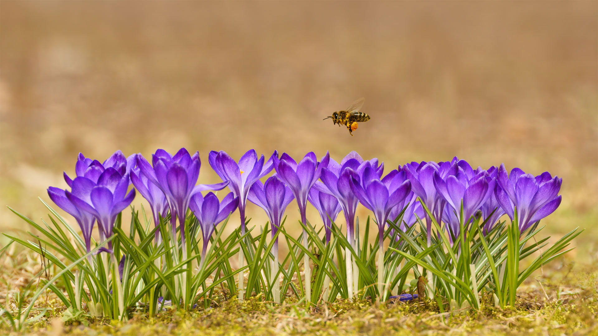Honey bee flying over crocuses in the Tatra Mountains, Poland (© Mirek Kijewski/Getty Images)(Bing United States)