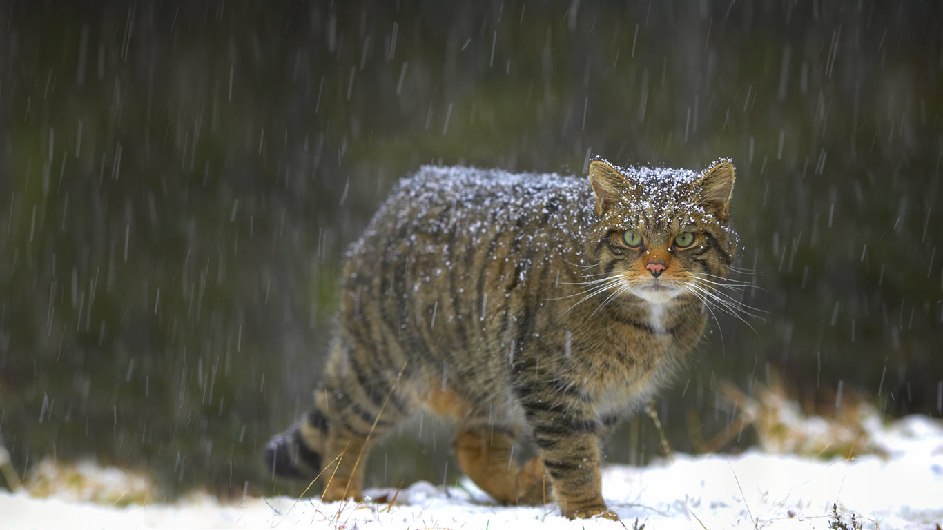 Wildcat in Scotland (© Pete Cairns/Minden Pictures)(Bing United States)