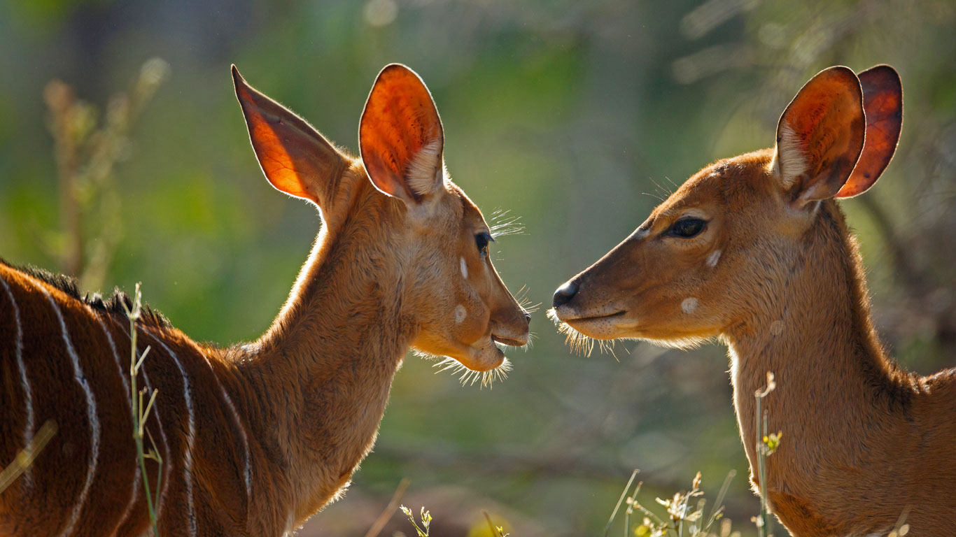 Female nyalas, Kruger National Park, South Africa (© Richard Du Toit/Minden Pictures)(Bing Canada)