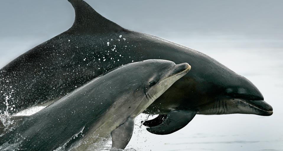 A pair of bottlenose dolphins (Tursiops truncatus) breaches in the Moray Firth, Scotland (© Charlie Phillips/Aurora Photos) &copy; (Bing United Kingdom)