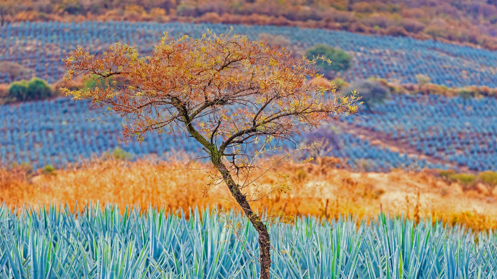 Tree in blue agave field in the tequila-producing region near Atotonilco el Alto, Jalisco, Mexico (© Brian Overcast/Alamy)(Bing United States)