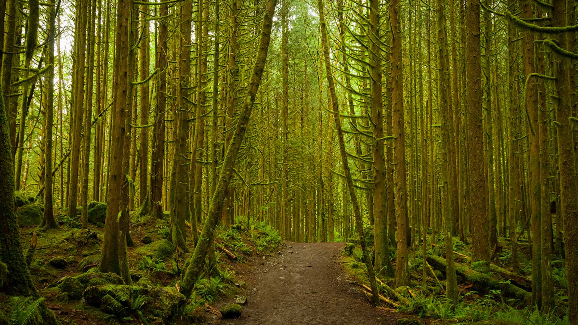 A pathway through the dense woodland forest at Golden Ears Provincial Park, B.C. (© SibsUK/Shutterstock)(Bing Canada)