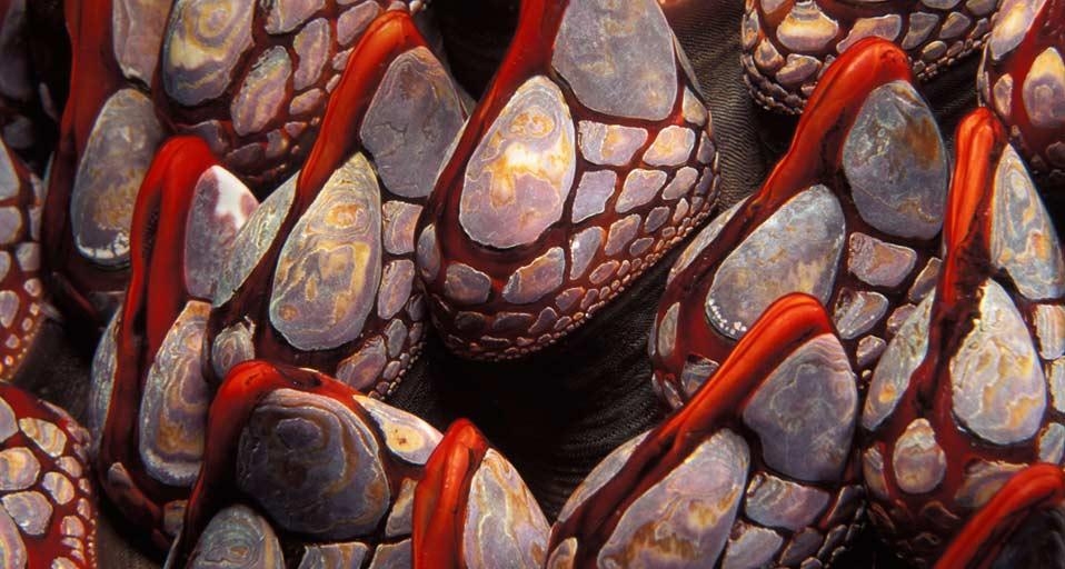 Gooseneck barnacles, British Columbia, Canada (© Brandon Cole Marine Photography/Alamy) &copy; (Bing United Kingdom)