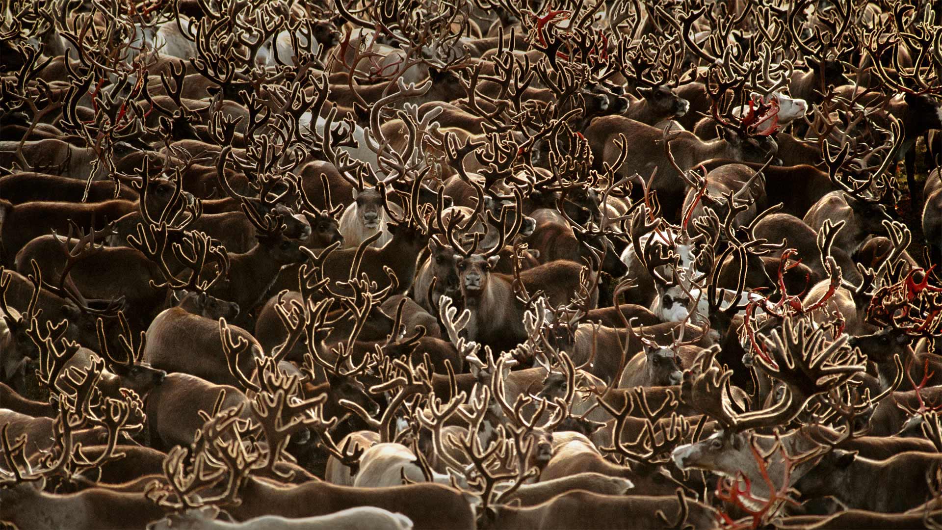 Caribou in Kobuk Valley National Park, Alaska (© Staffan Widstrand/Minden Pictures)(Bing Canada)