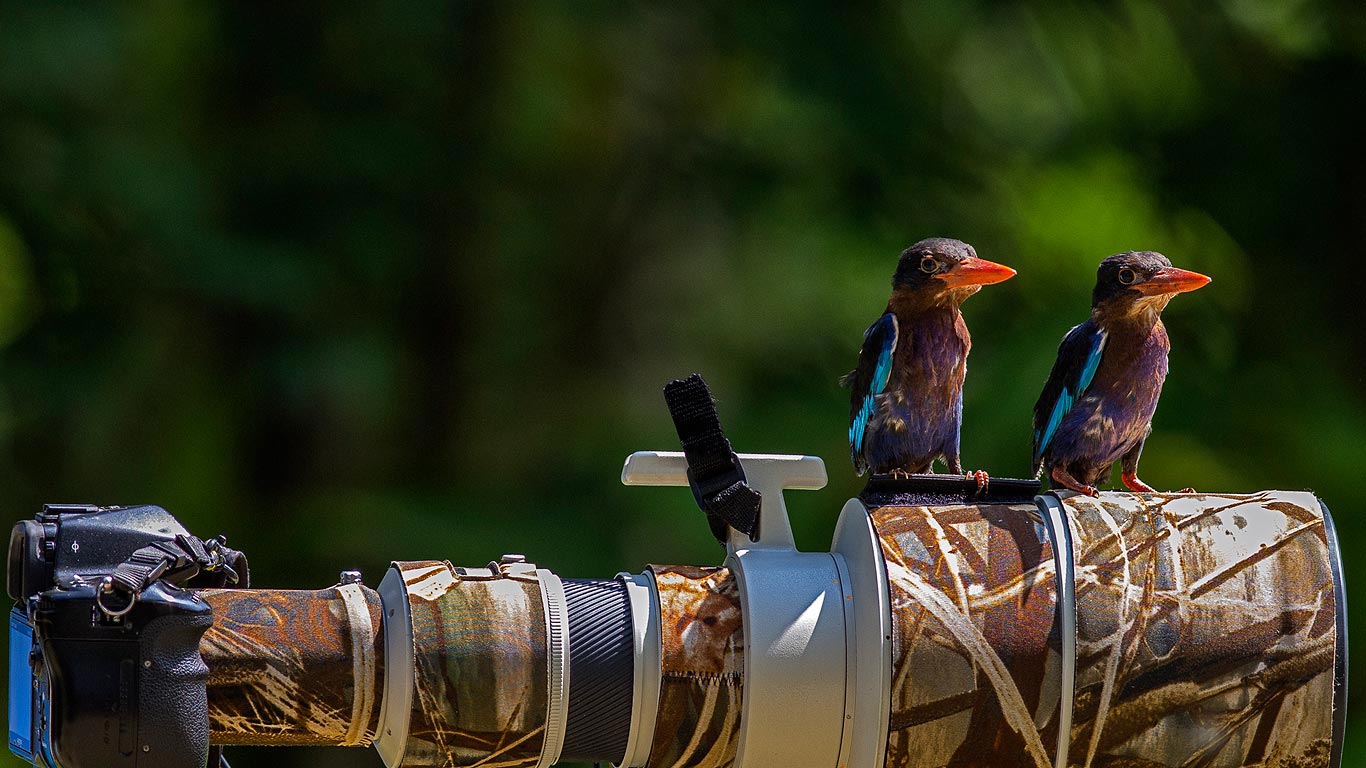Common kingfishers perched on a camera lens (© Sijanto/Getty Images)(Bing United Kingdom)