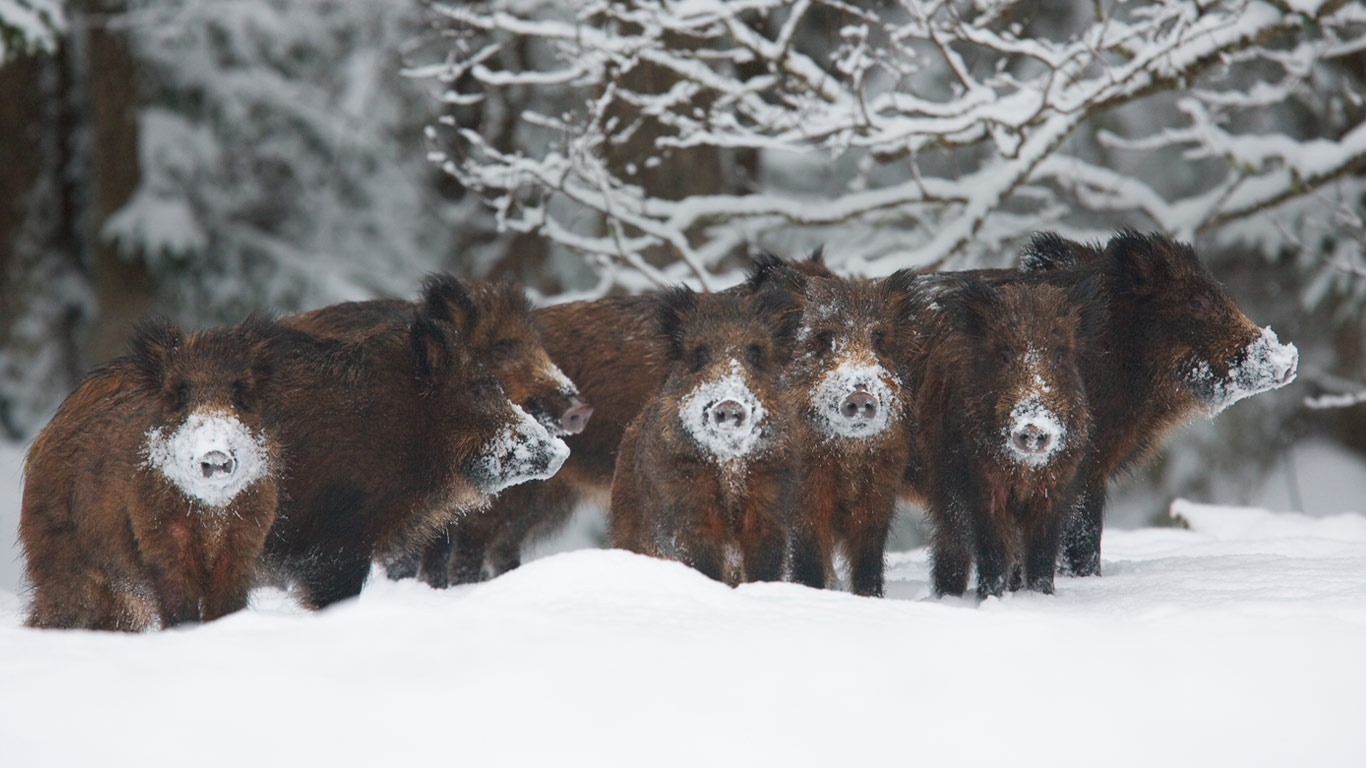 Wild boar herd, Alam-Pedja Nature Reserve, Estonia (© Wild Wonders of Europe/Zacek/Minden Pictures)(Bing United Kingdom)