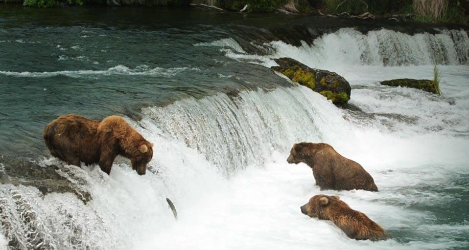 Alaskan brown bears wait for salmon at Brooks Falls in Katmai National Park and Preserve, Alaska, USA (© Tony Campbell/Pond 5) &copy; (Bing United Kingdom)