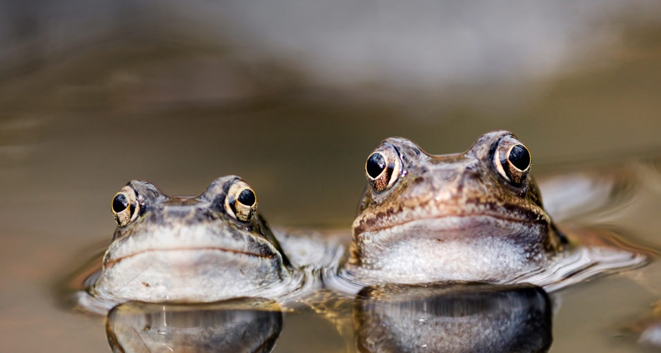 Zwei Grasfrösche hocken in einer Pfütze – Markus Botzek/Corbis &copy; (Bing Germany)