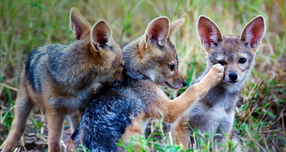 Black-backed jackal pups (© Jami Tarris/Corbis) &copy; (Bing United Kingdom)