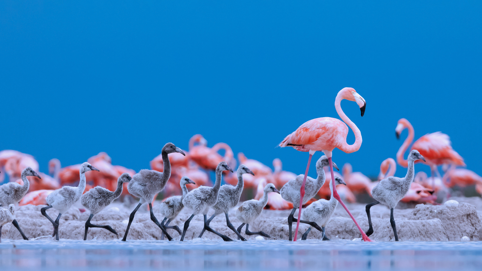 Fenicotteri caraibici nella Riserva della Biosfera di Ría Lagartos, Penisola dello Yucatán, Messico (© Claudio Contreras/Minden Pictures)(Bing Italia)