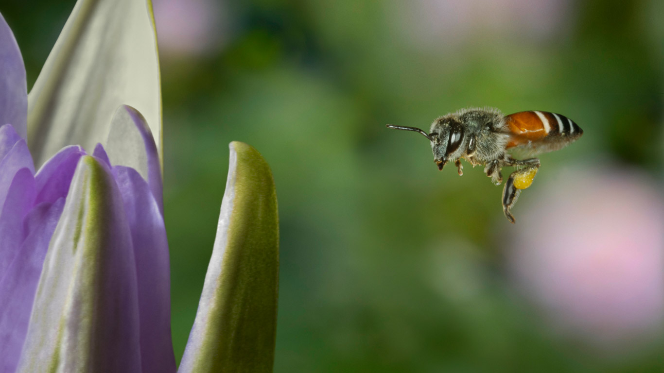 Western honey bee (© Jeridu/Getty Images)(Bing Canada)