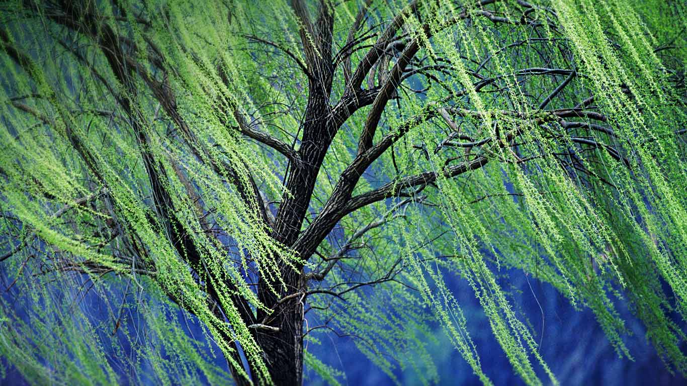 A weeping willow tree (© Rolf Nussbaumer Photography/Alamy)(Bing Canada)