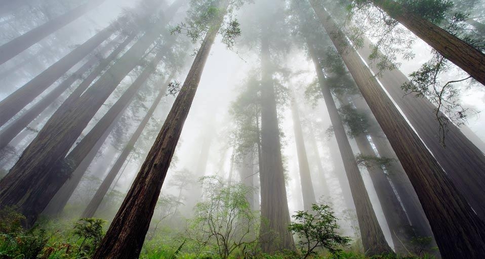 Redwood trees in Redwood National Park, California, U.S.A. (© William Manning/Corbis) &copy; (Bing Canada)