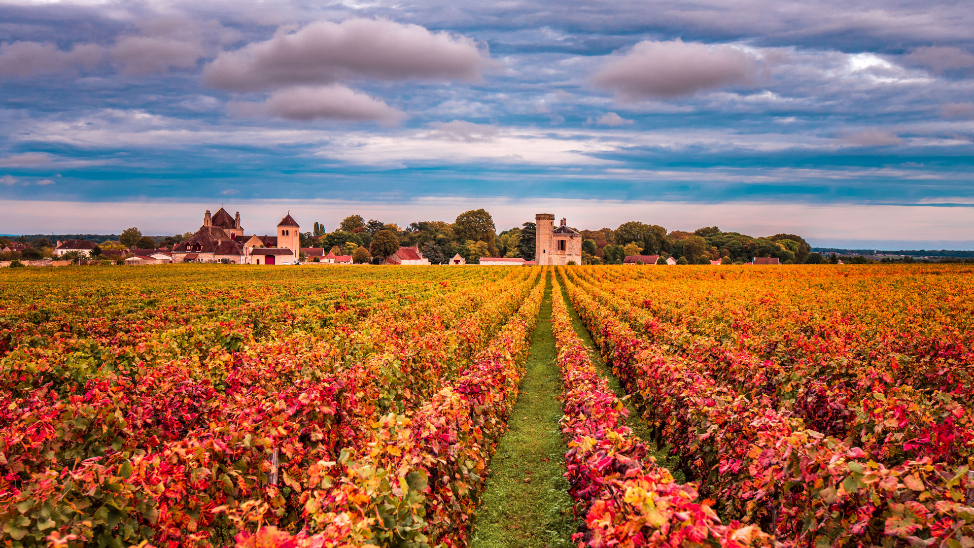 Vignes en automne, Bourgogne (© javarman3/Getty Images)(Bing France)