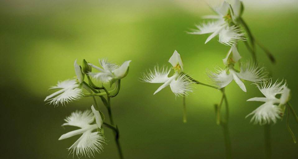 ｢サギソウ｣ (© Tetsuya Tanooka/a.collectionRF/gettyimages) &copy; (Bing Japan)