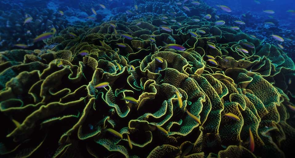 Fairy basslet fish dart among blooms of lettuce coral near the Phoenix Islands, Kiribati, Micronesia (© Paul Nicklen/National Geographic/Getty Images) &copy; (Bing United Kingdom)