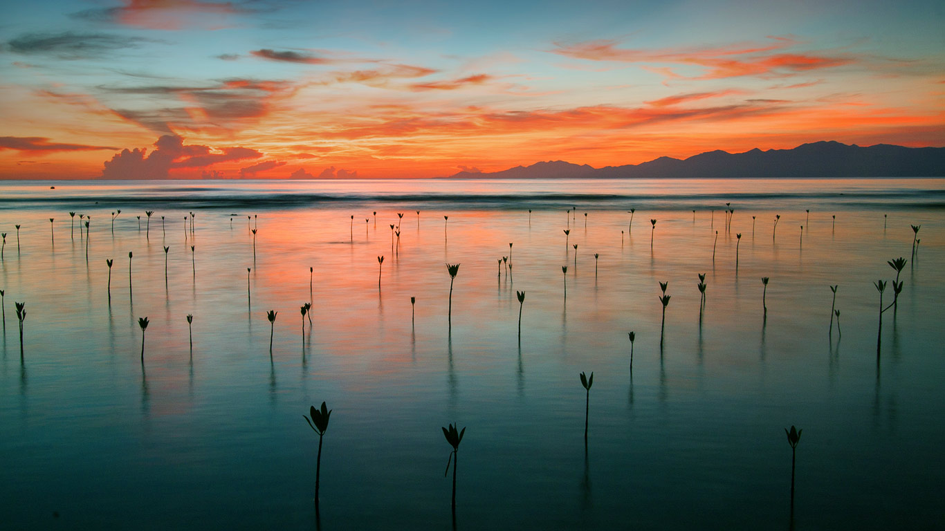 Mangrove seedlings in Cayos Cochinos, Honduras (© Mac Stone/Tandem Stills + Motion)(Bing United States)