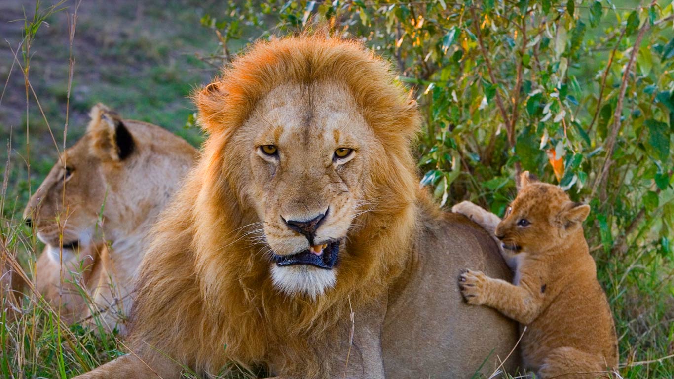 African lion cub playing with adult male, Masai Mara National Reserve, Kenya (© Suzi Eszterhas/Minden Pictures)(Bing United Kingdom)