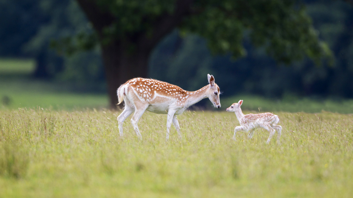 A fallow deer (doe) with fawn at Helmingham Hall, Suffolk (© Paul Sawer/FLPA/Minden Pictures)(Bing United Kingdom)