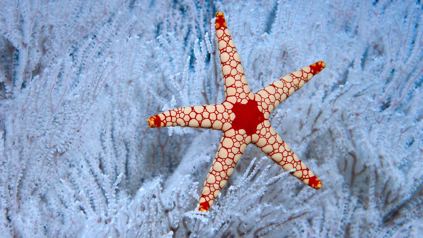 A peppermint sea star in a soft coral tree near the Seychelles (© Norbert Wu/Minden Pictures)(Bing United Kingdom)