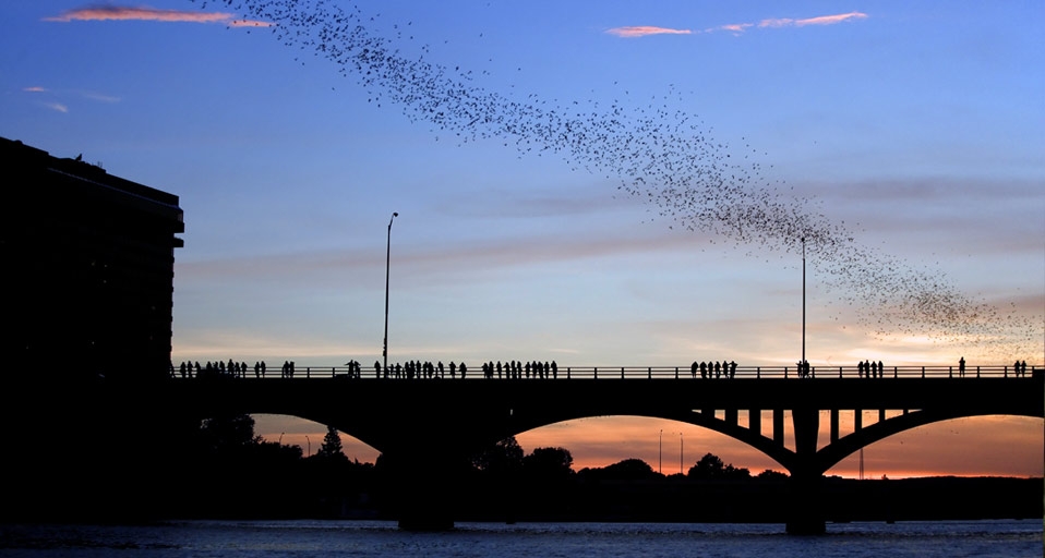Mexican free-tailed bats in the sky above Austin, Texas, USA (© imagebroker.net/SuperStock) &copy; (Bing United Kingdom)