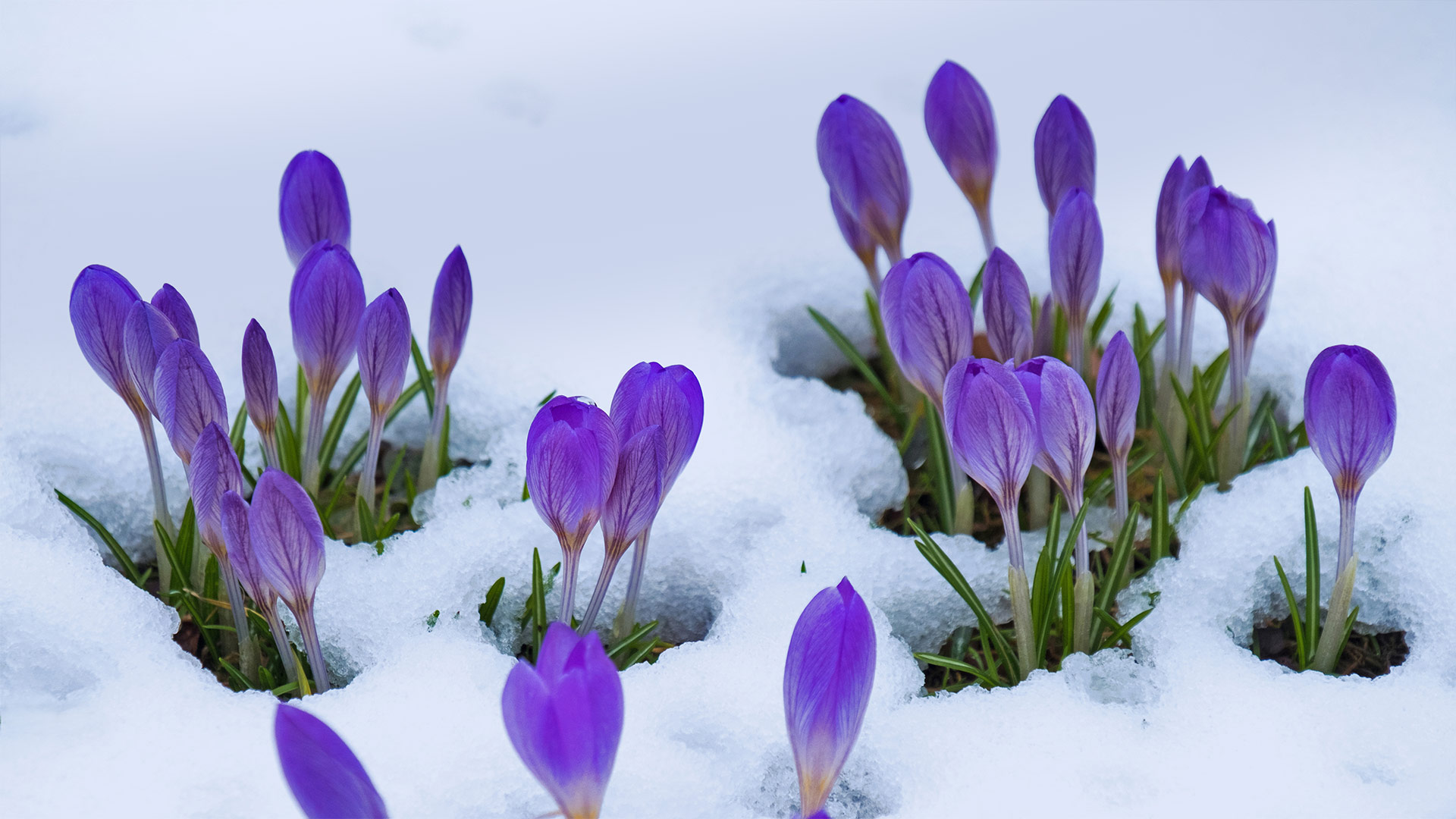 Crocus flowers (© Lorianne Ende/Getty Images)(Bing United Kingdom)