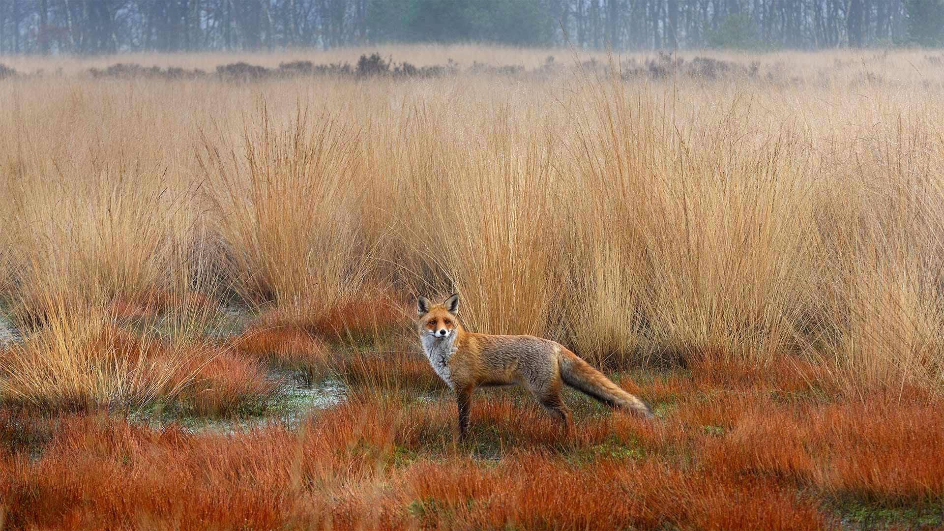 Red fox in the Netherlands (© Wim Weenink/Minden Pictures)(Bing United Kingdom)