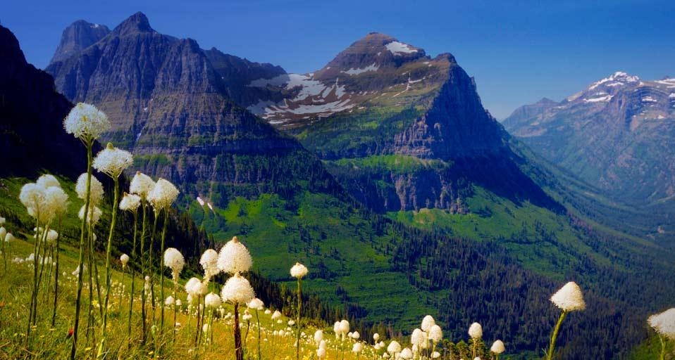 Mt. Clements and Mt. Oberlin viewed from the Highline Trail with bear grass in bloom, Glacier National Park, Montana, U.S.A. (© Shannon Nace/Lonely Planet Images) &copy; (Bing Canada)