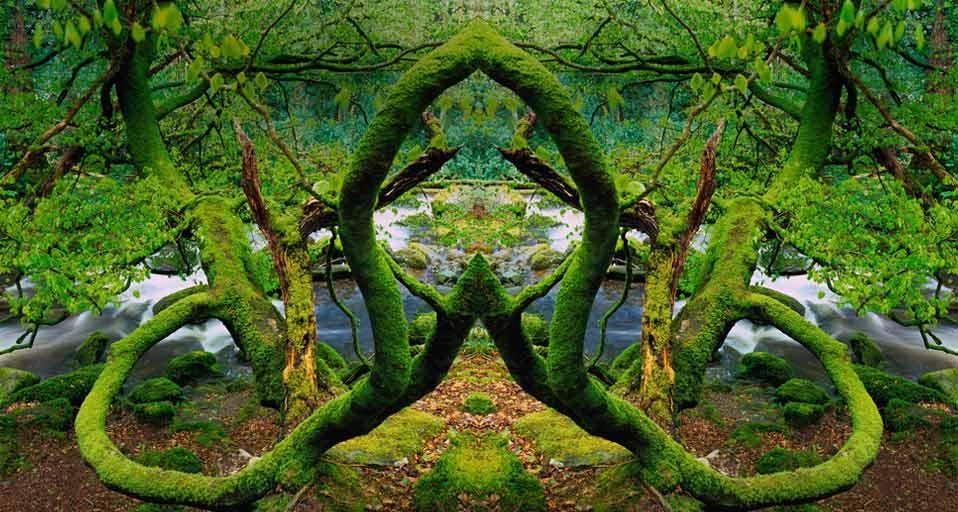 Mirror-image photo of the moss-covered trees in Killarney National Park, Ireland (© Derek Harris/Alamy) &copy; (Bing United Kingdom)