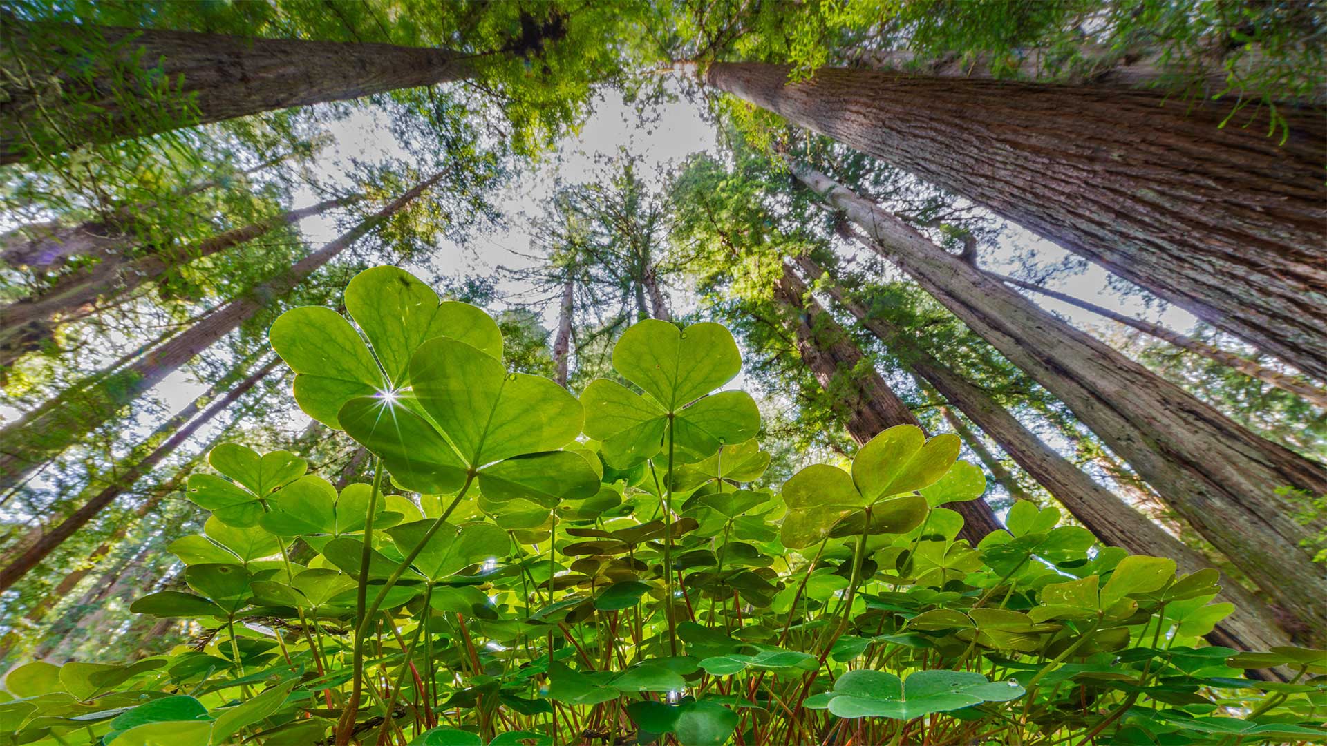 Küstenmammutbäume und Sauerklee, Prairie Creek Redwoods State Park, Kalifornien, USA (© Jack Dykinga/Minden Pictures)(Bing Deutschland)